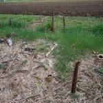 タケノコ　240408 (1 - 1)